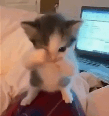 Gato Bailando